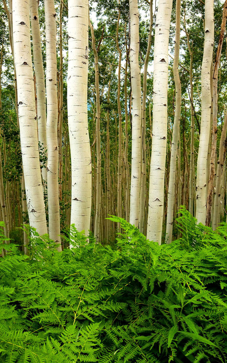 Aspen Fern on Kebler Pass near Crested Butte, CO #1492