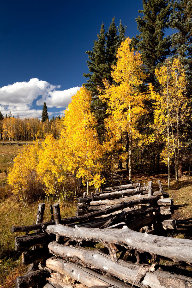 Fall Fence on Owl Creek Pass southwest, CO #2816