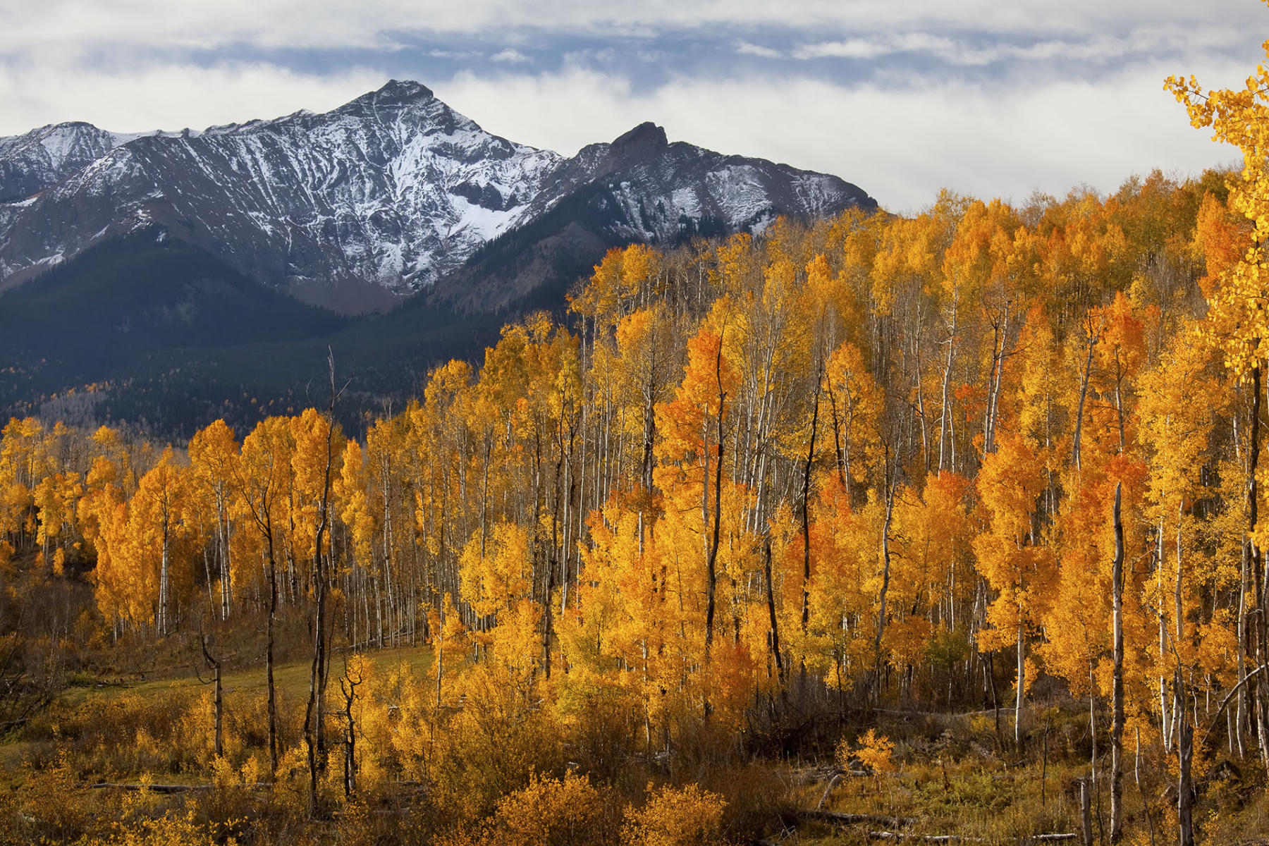 Last Dollar Aspens #7742