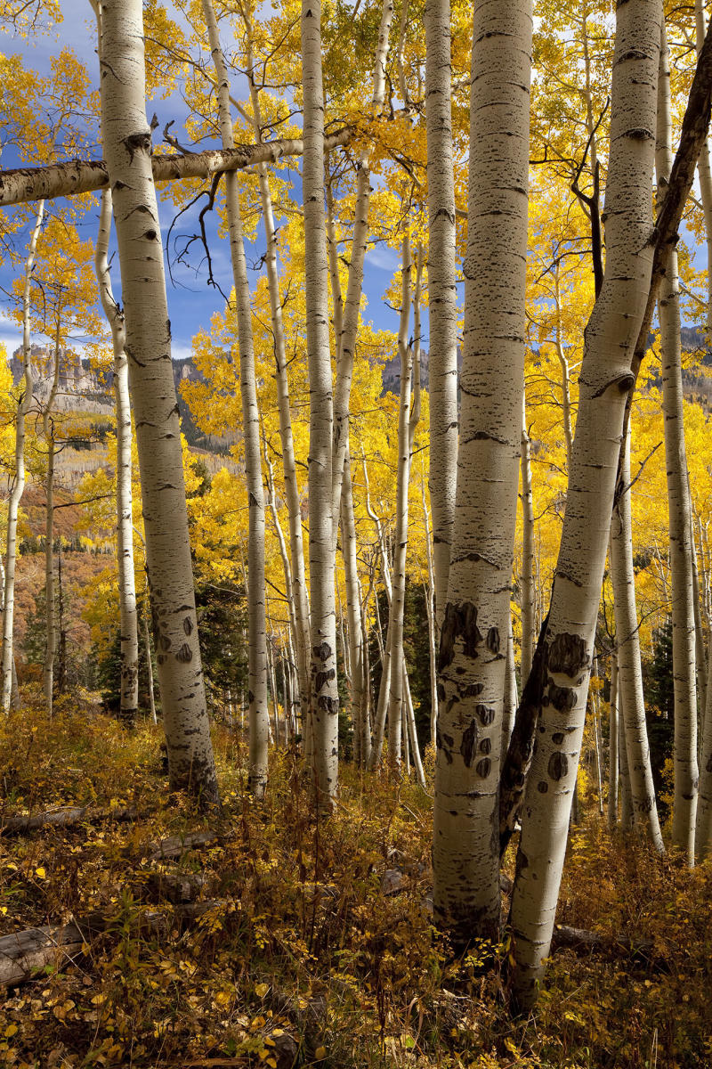 Owl Creek Pass II #7860