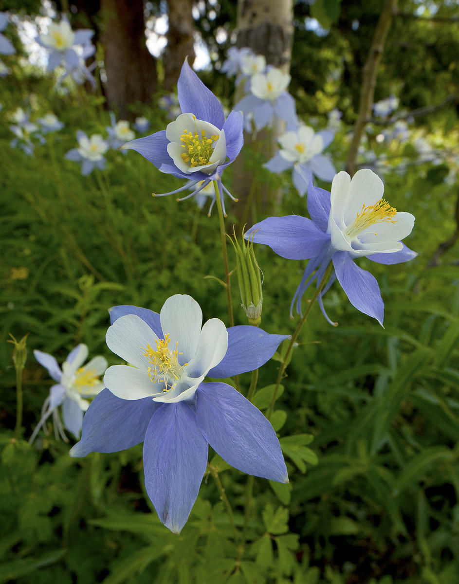 Crested Butte Columbine #5443