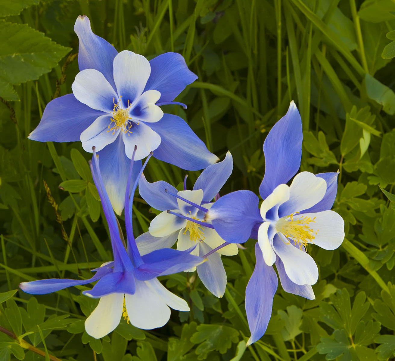 Shrine Pass Columbine #156