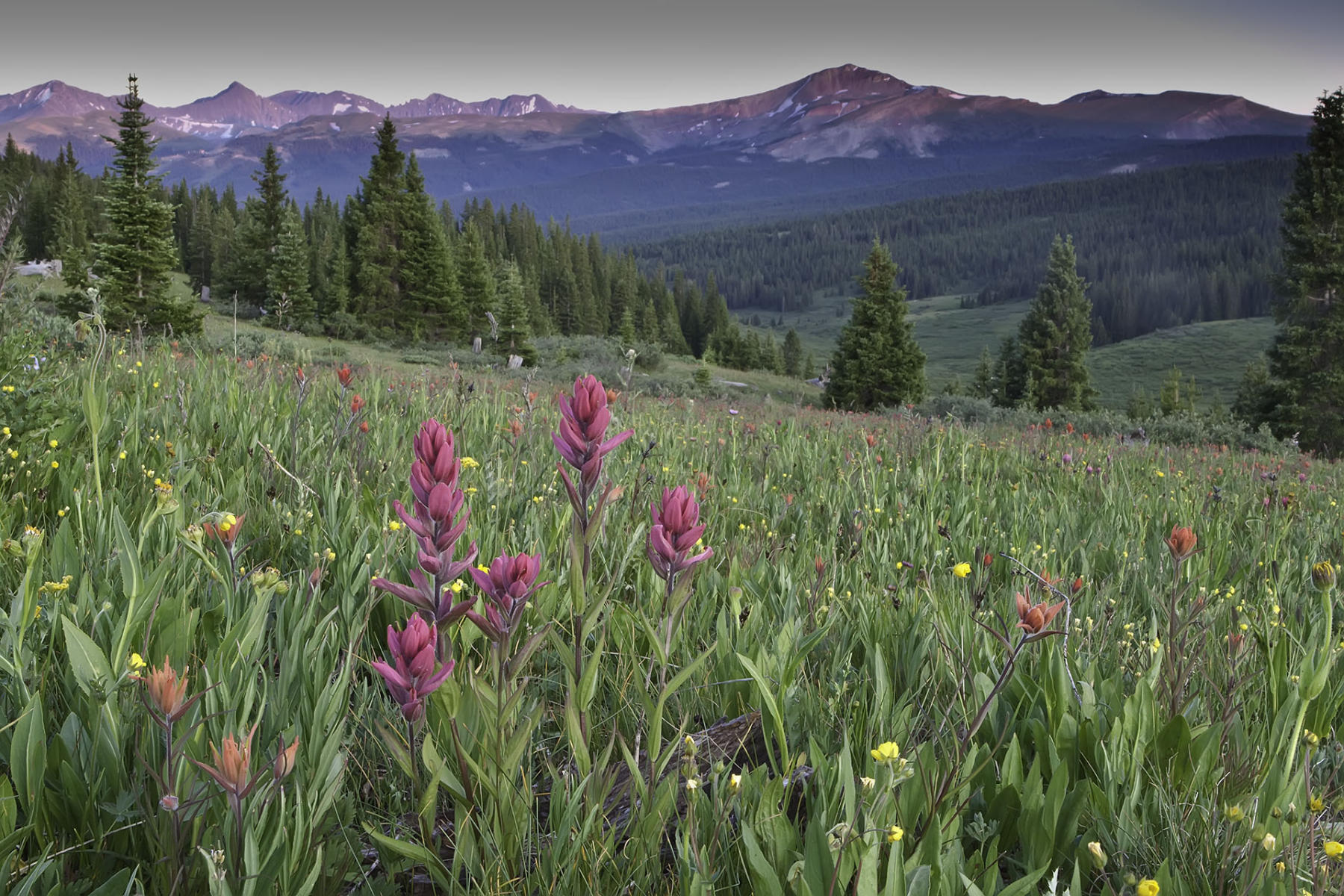 Shrine Pass Paintbrush #0336