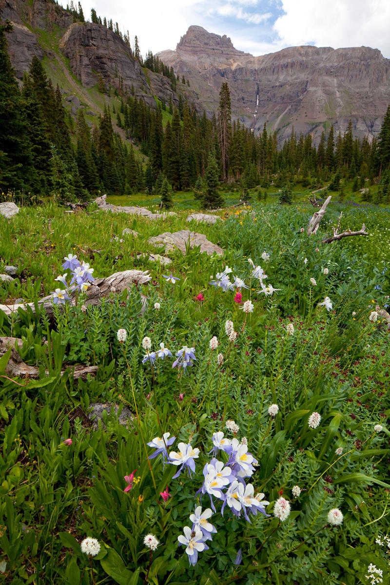 Silver Basin meadow #1774