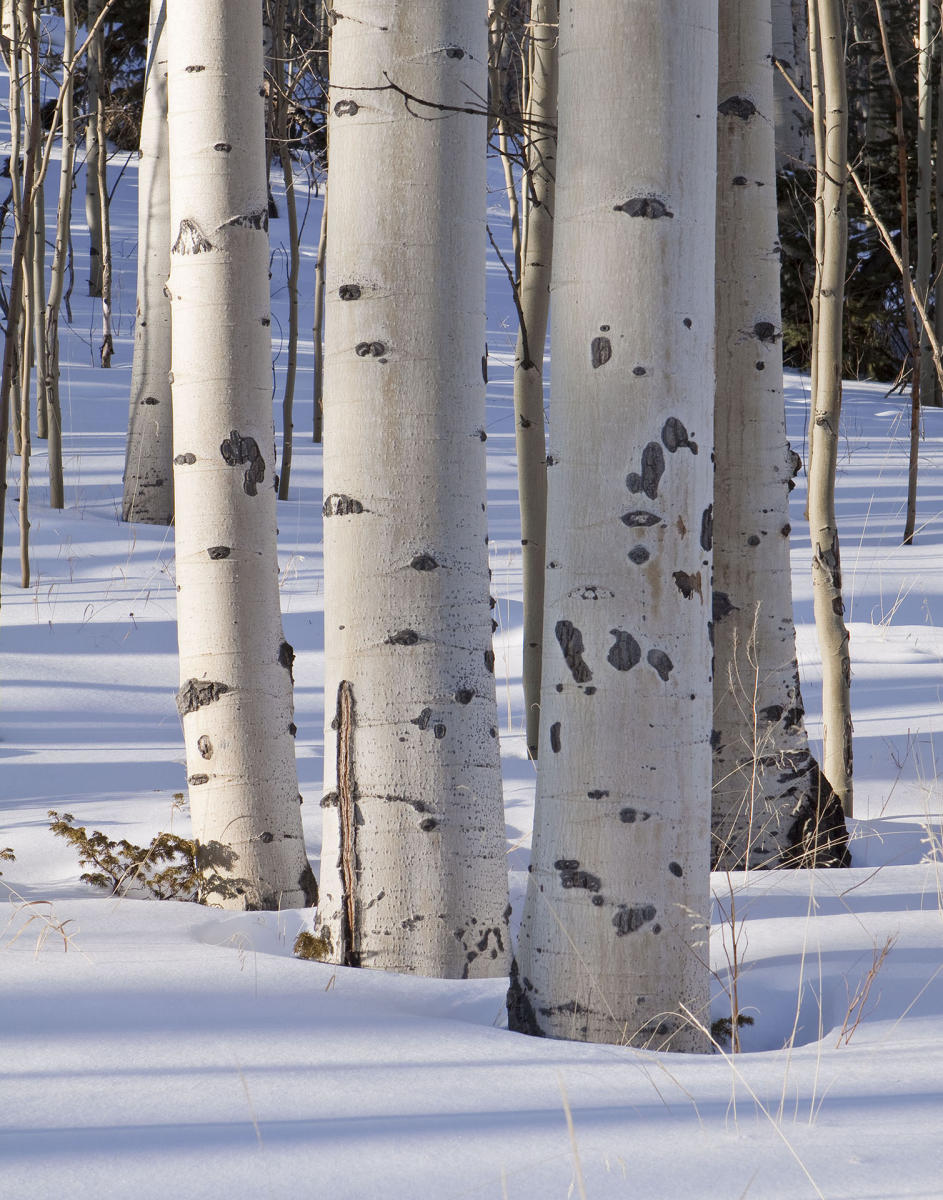 Three Aspens #3698