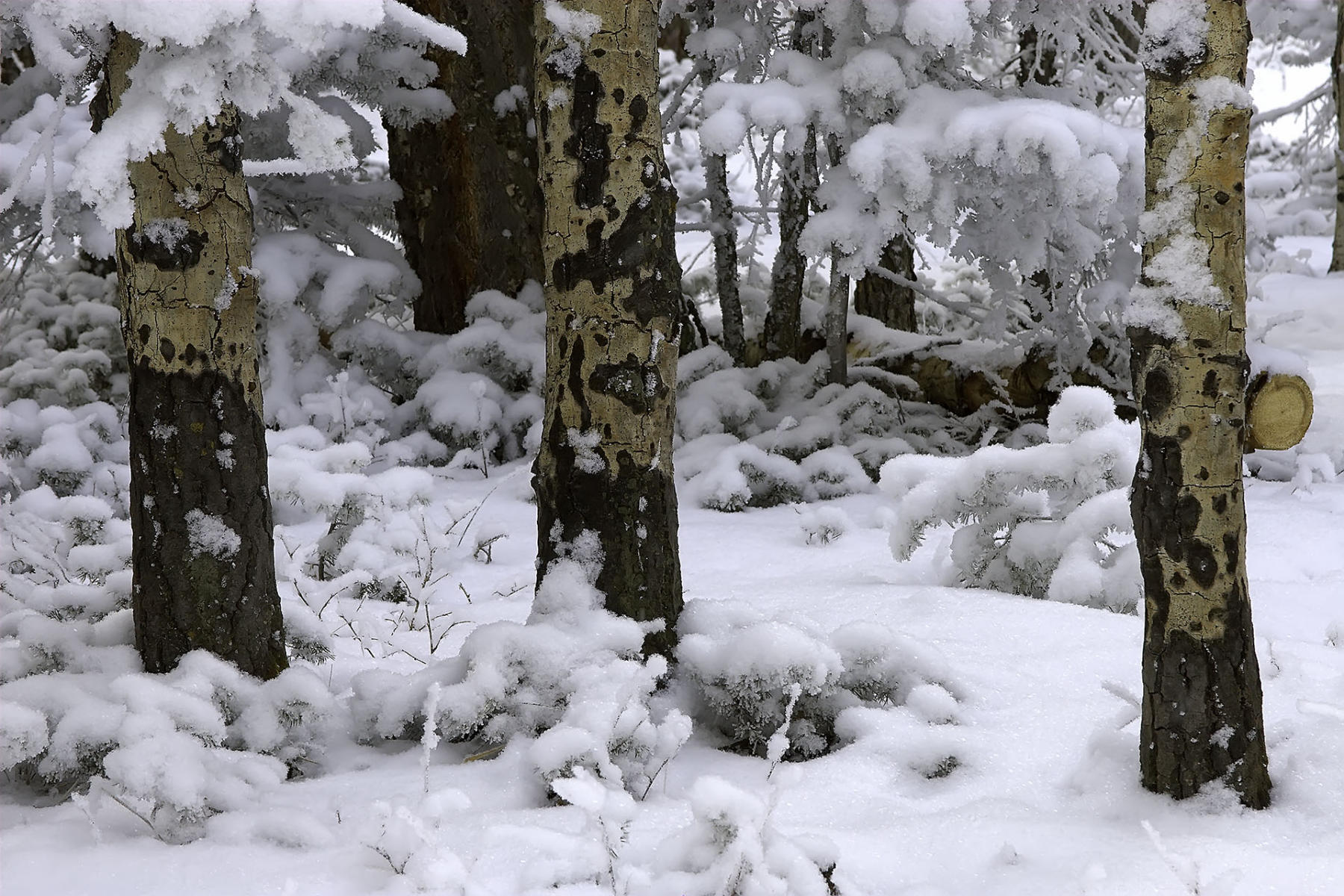 Snowy Aspens #5