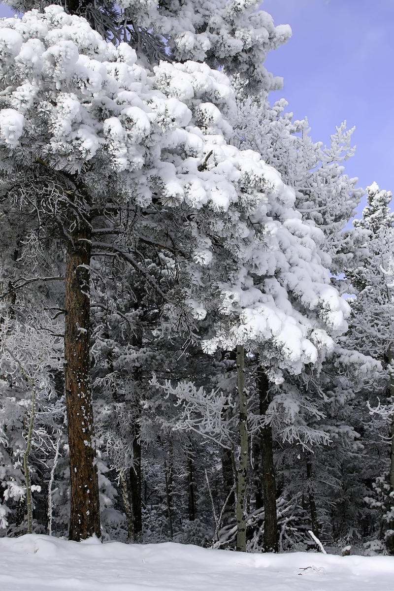 Snowy Trees #1