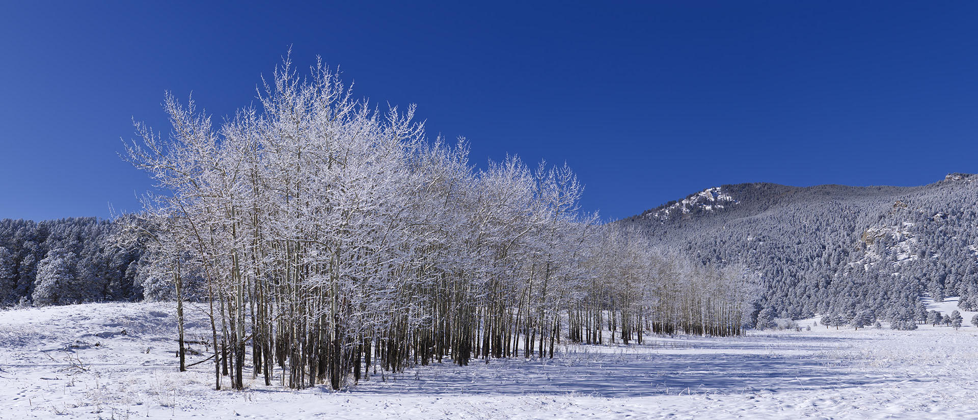 Elk Meadow Evergreen, CO #3788