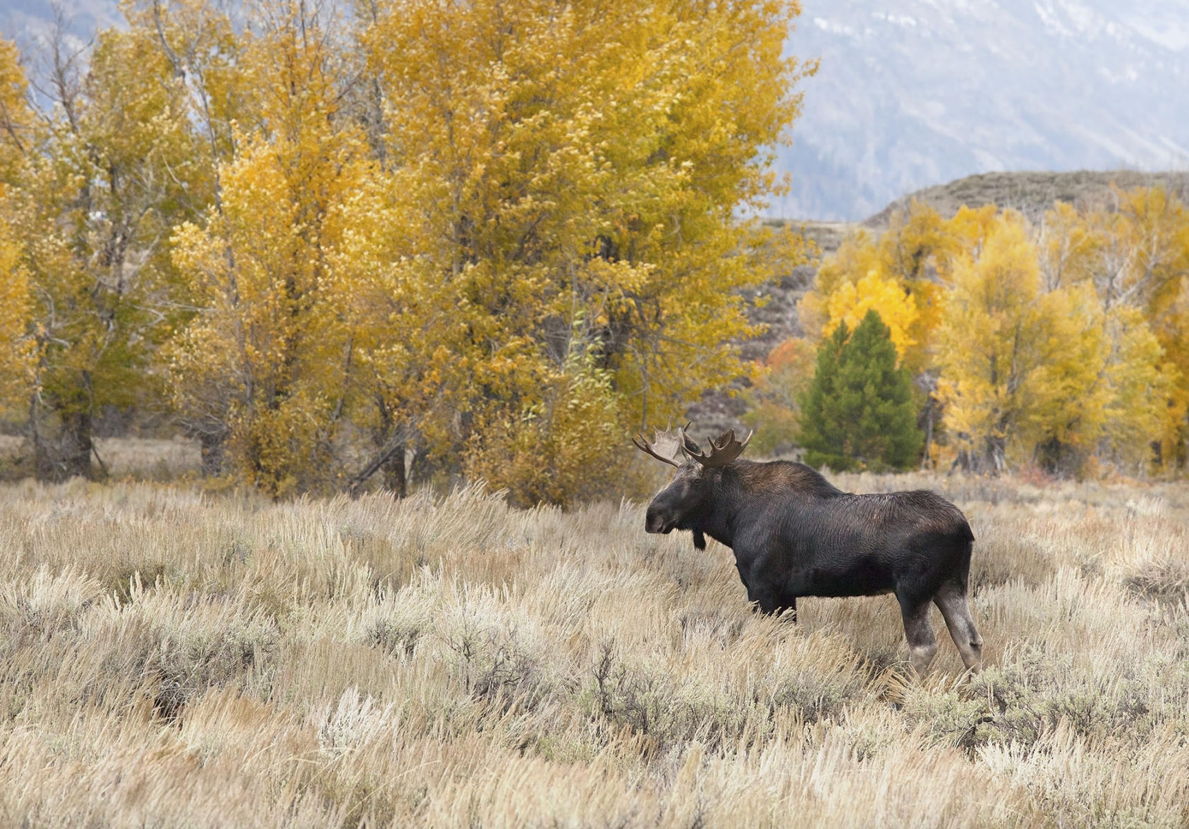 Aspen Moose-Jackson, WY. #0148