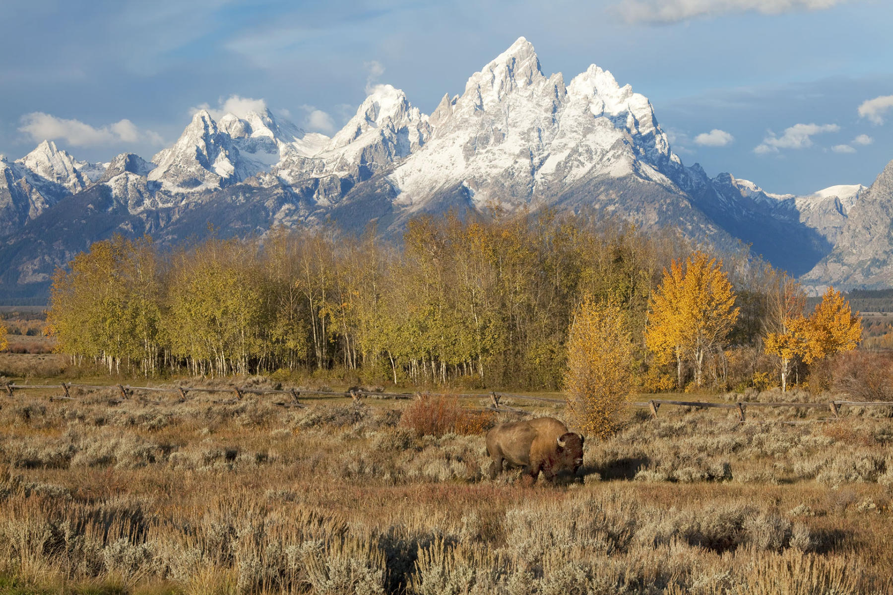 Teton Buffalo-Jackson, WY. #1057