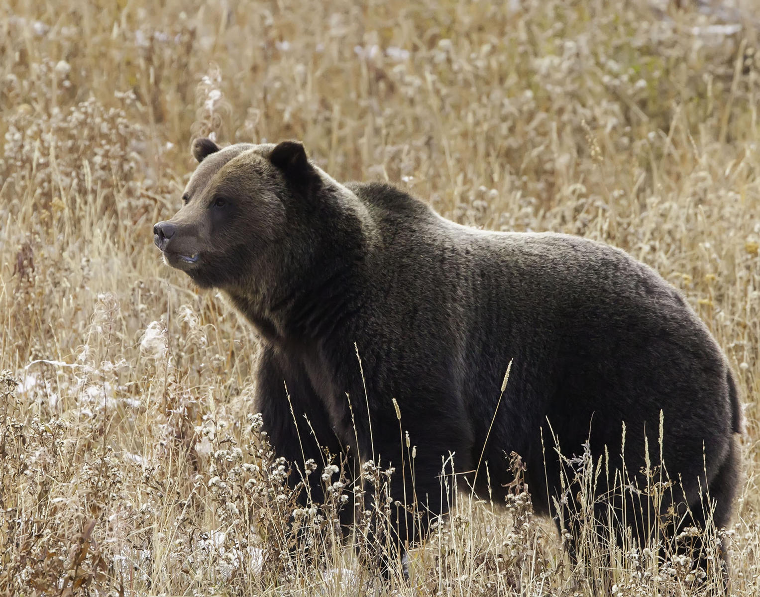 Yellowstone Grizzly #1810