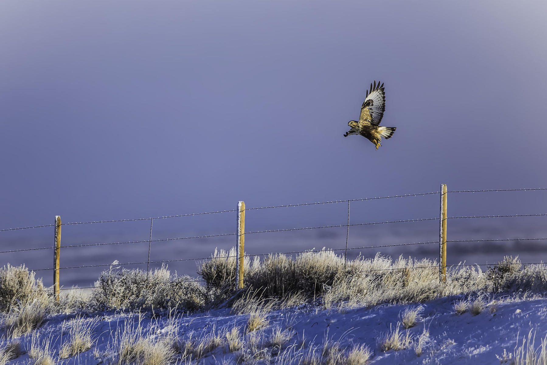 Rough Legged Hawk
Z4A2169