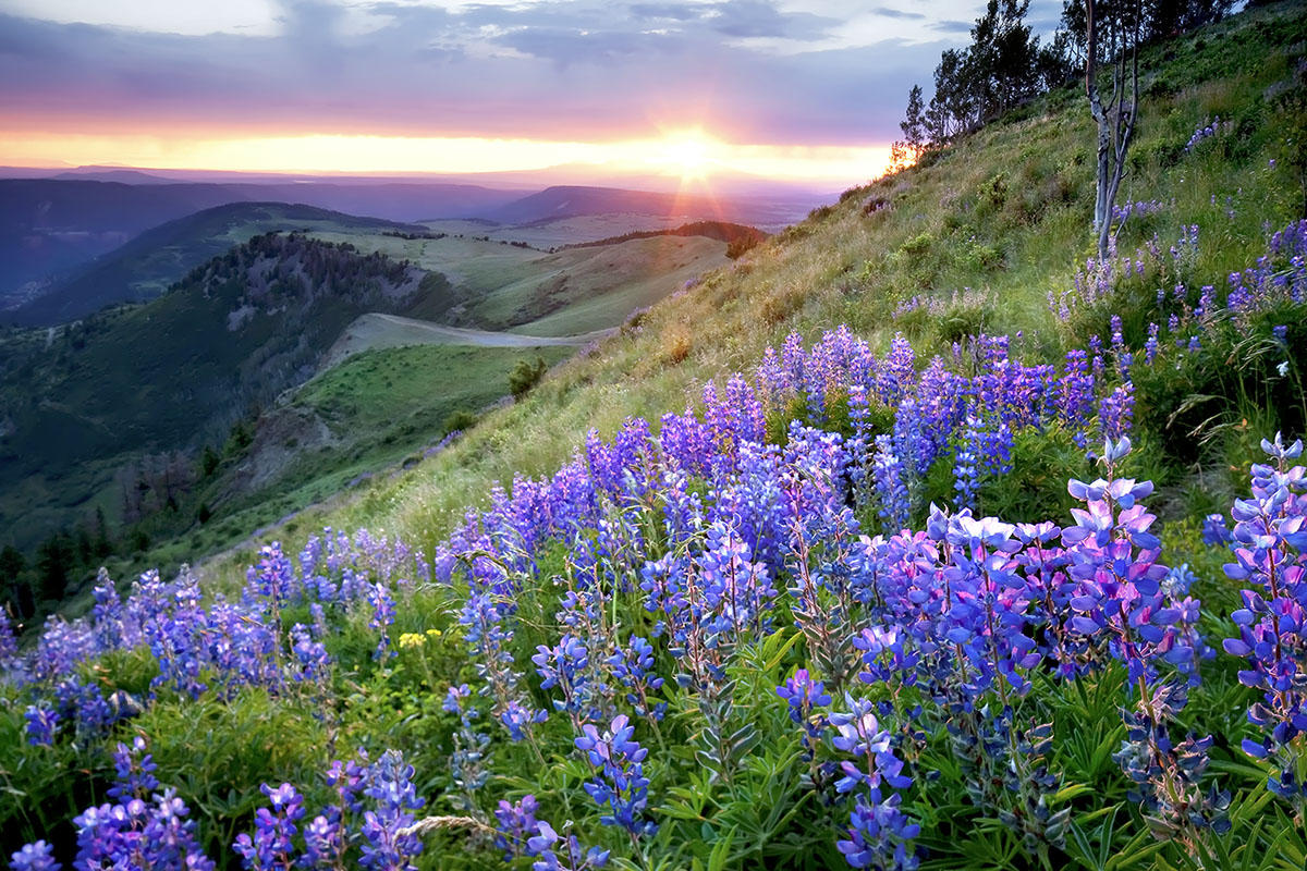 Lupine sunset Last dollar rd.
#5394