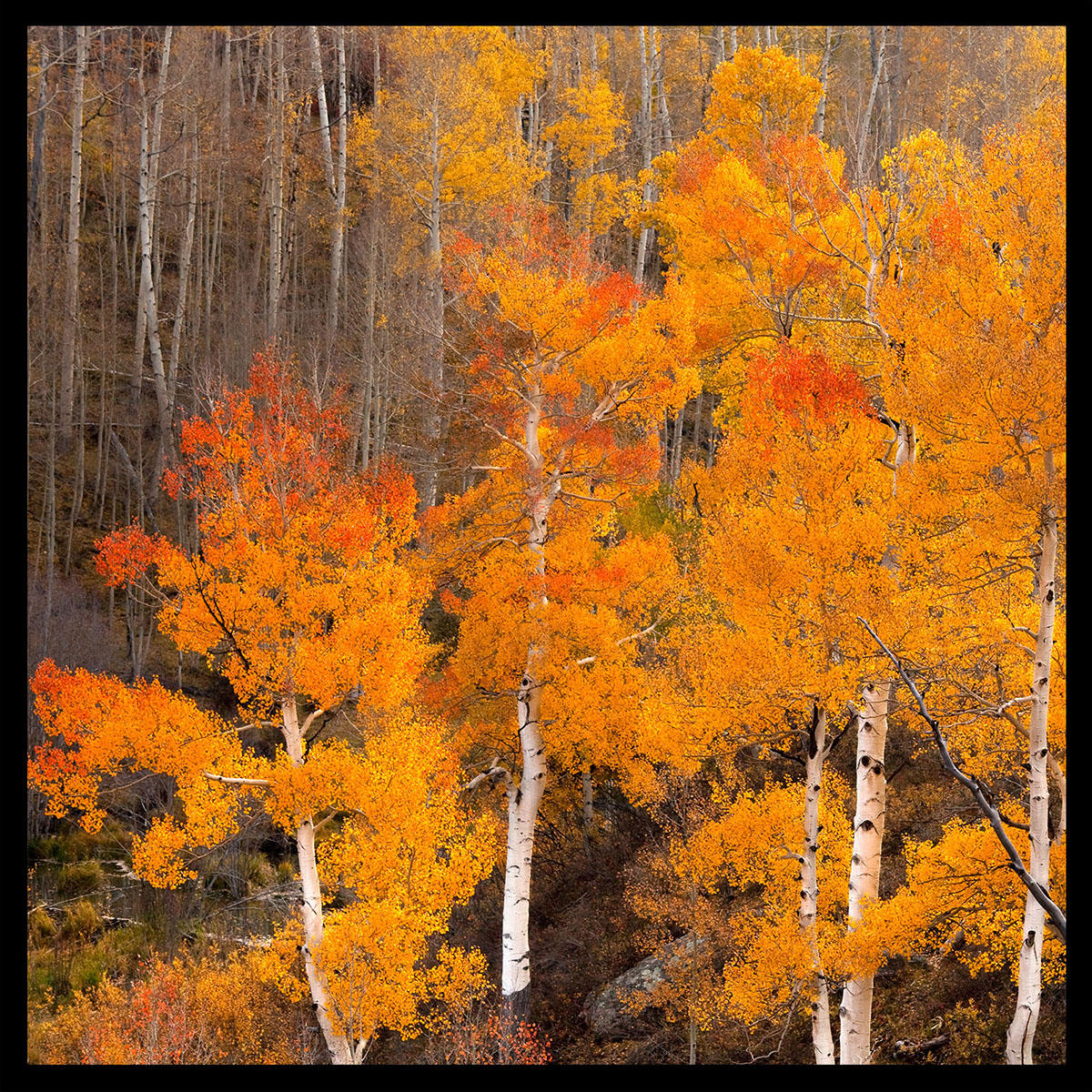 Awesome Aspens- Last Dollar Rd.