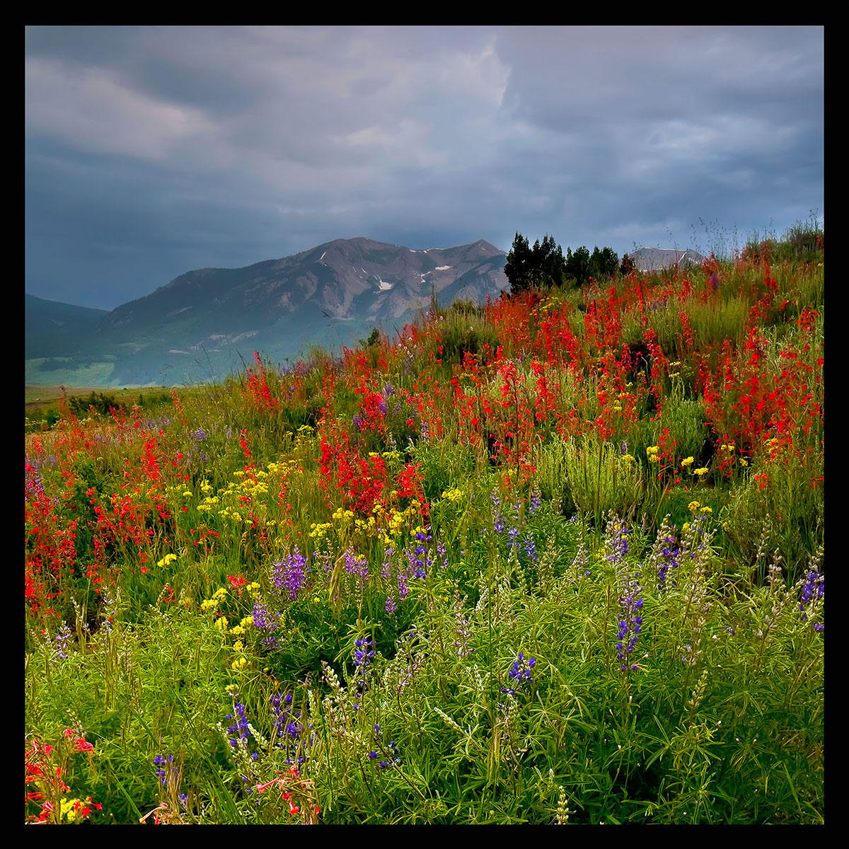 Brush Creek Wildflowers-#5513
East of Crested Butte, CO