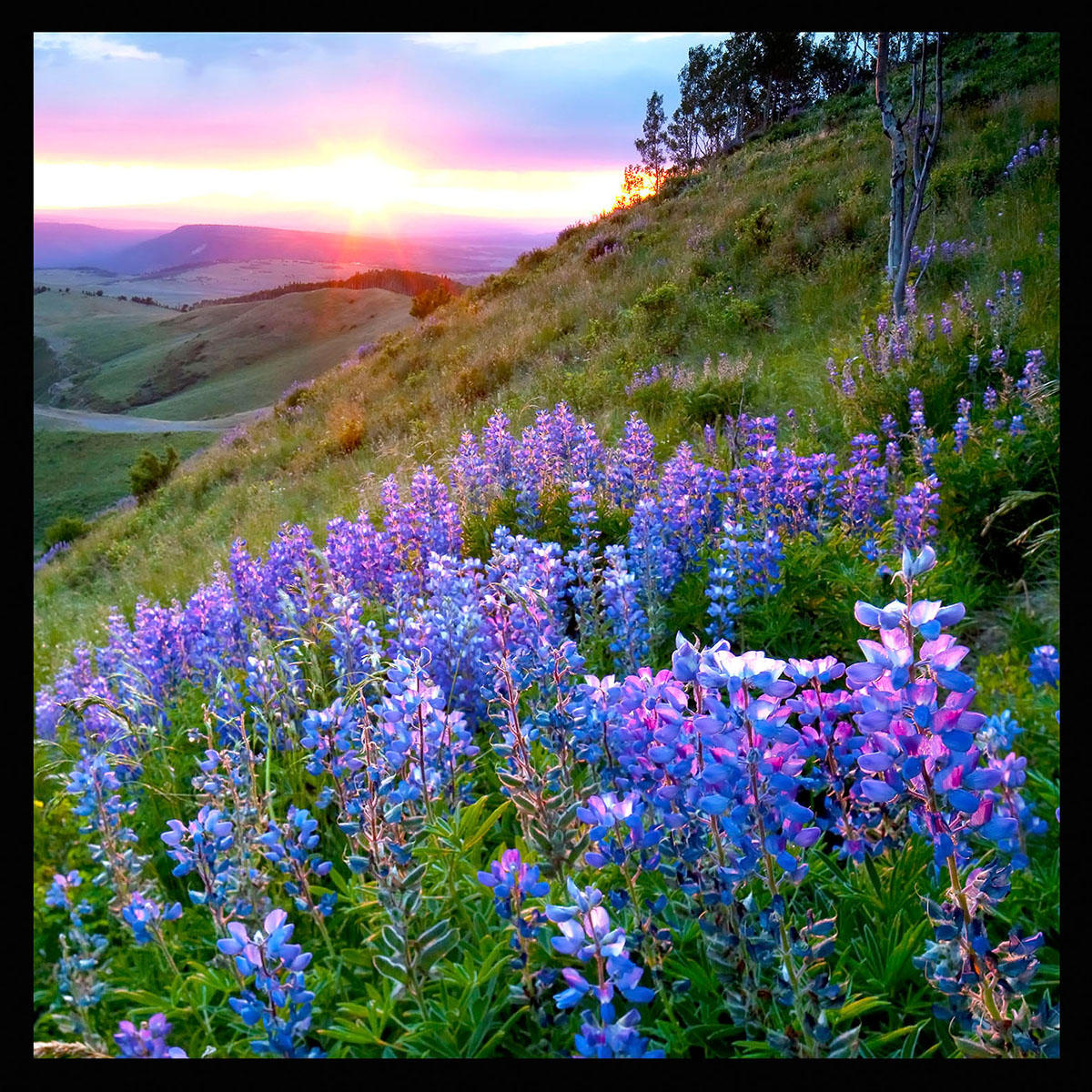 Lupine Sunset-#5394
Last Dollar Rd.  Near Ridgway, CO