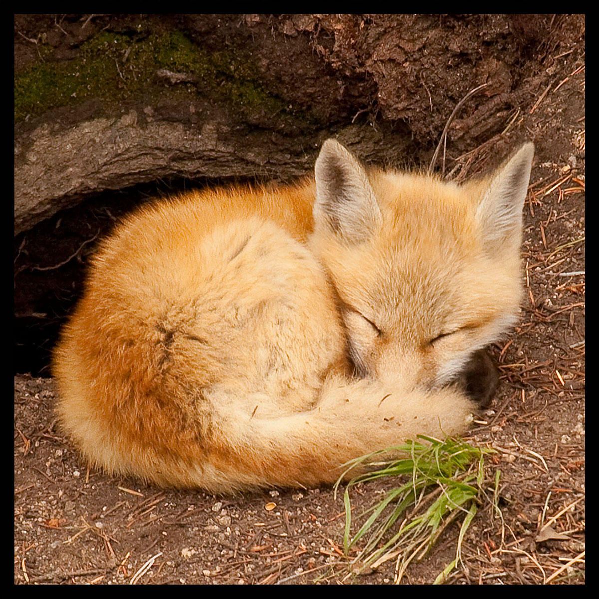 Morning Nap-#7344
Outside of Evergreen, CO