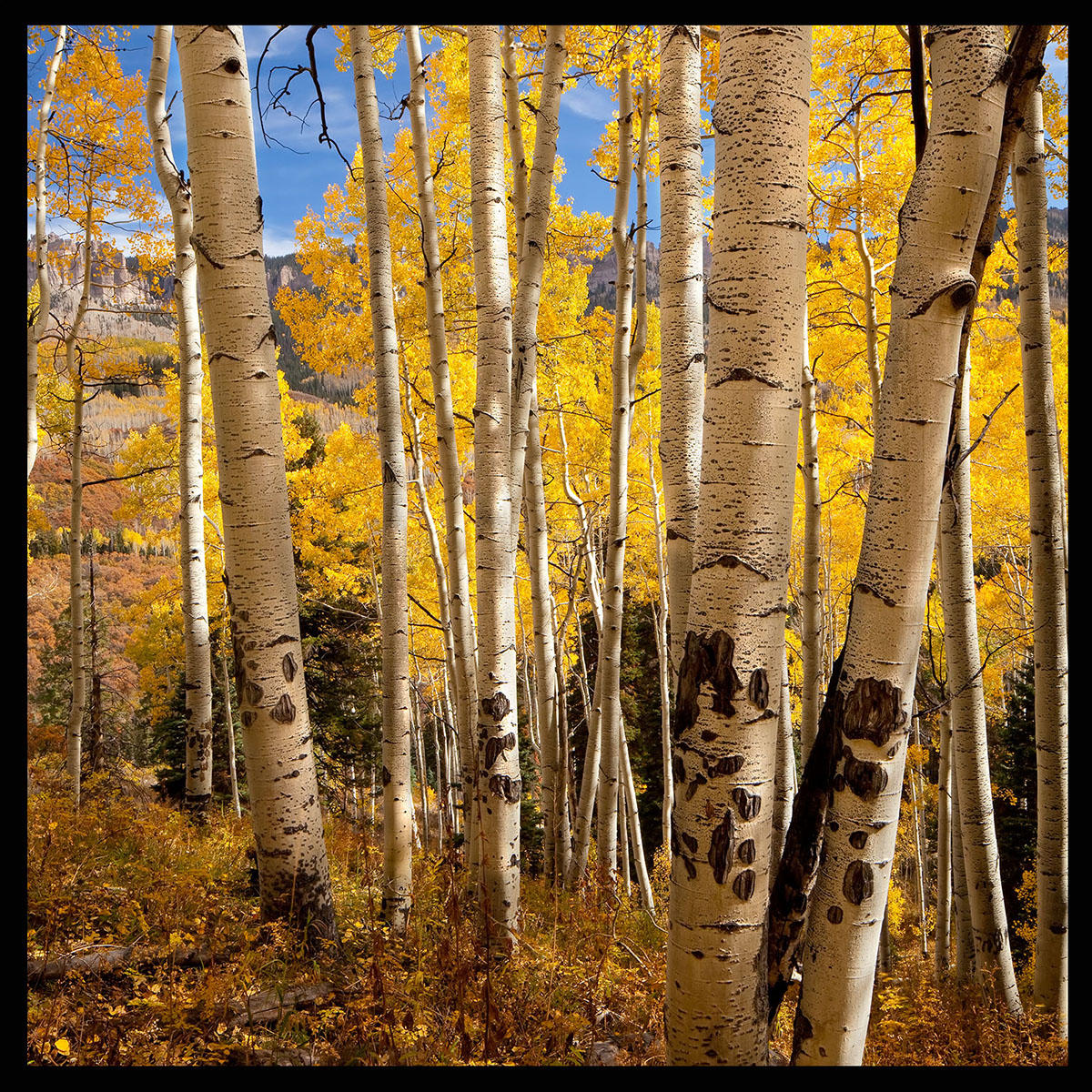 Owl Creek Pass-#7860
Outside of Ridgway, CO