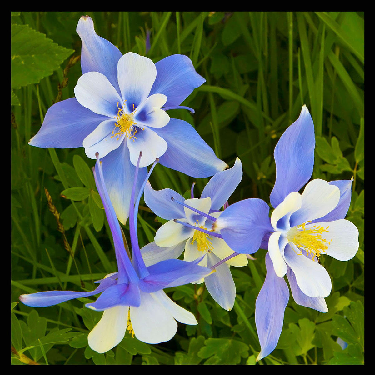 Shrine Pass Columbines-
#156
Colorado state flower near Vail pass.