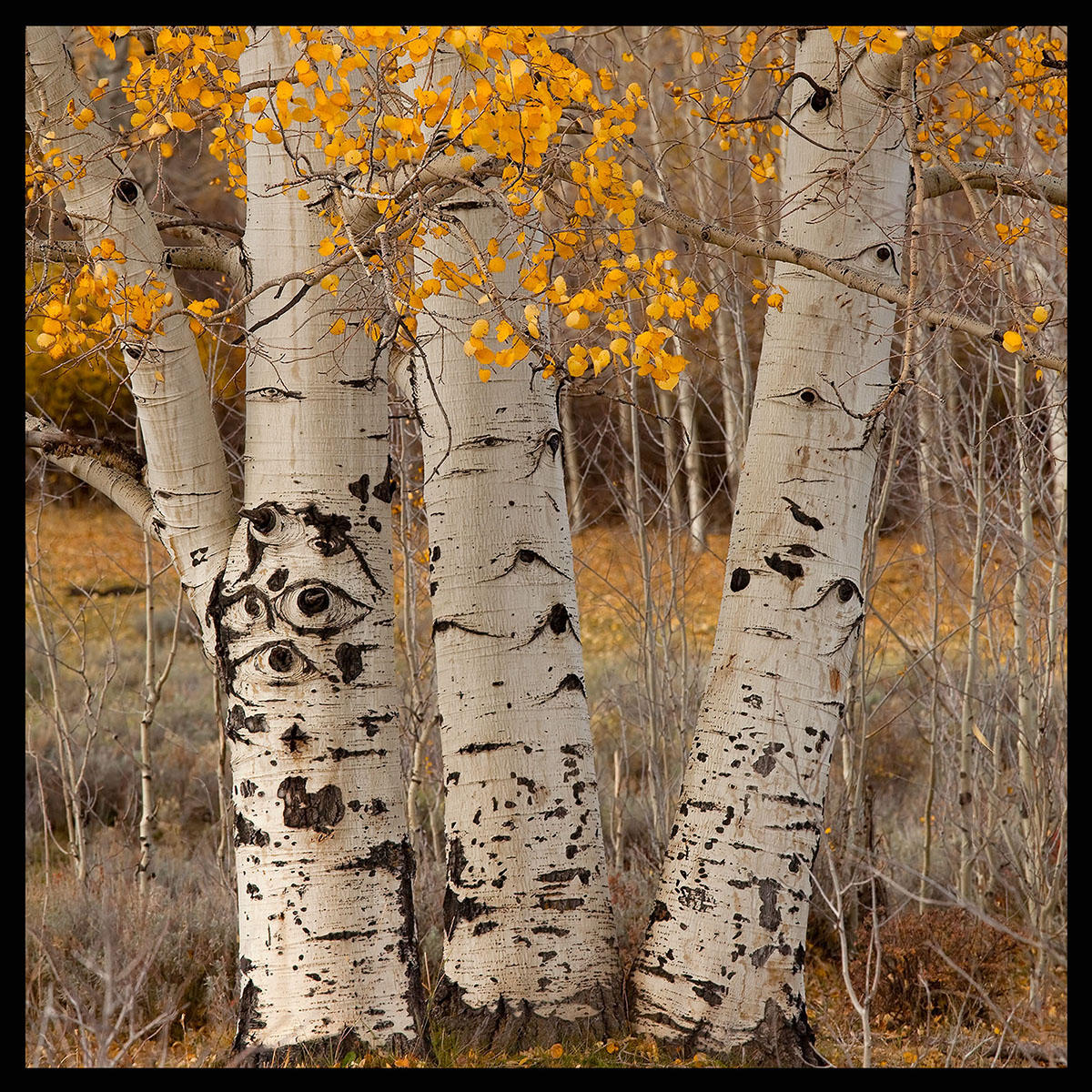 Three Fall Aspens-#7733
Outside of Ridgway, CO