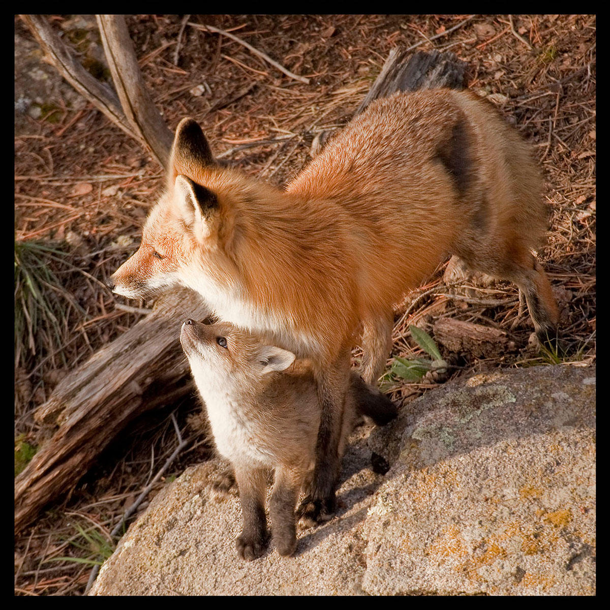 True Love-#6951
Young fox with mother near Evergreen, CO