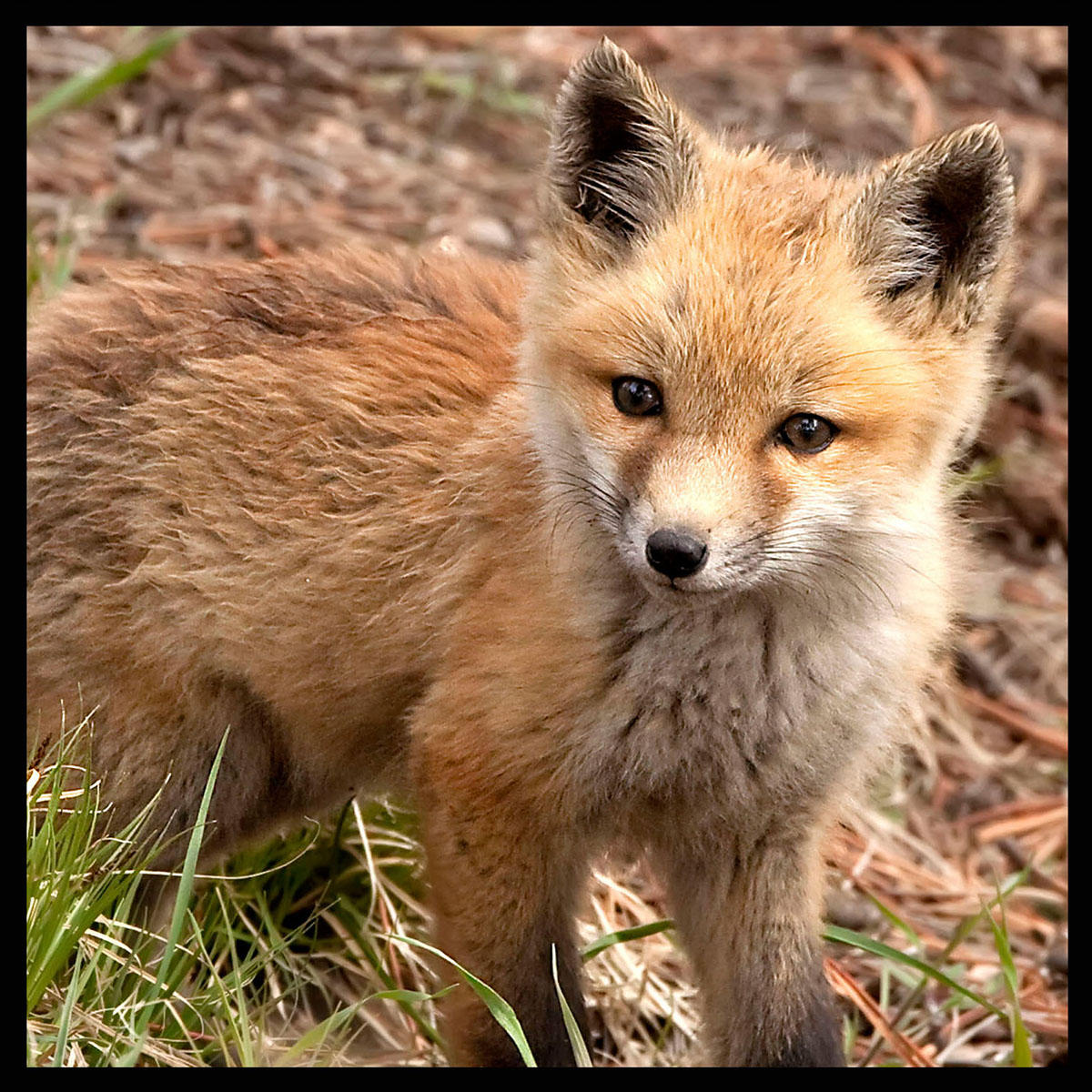 Watchful-#2632
Young fox in Evergreen, CO