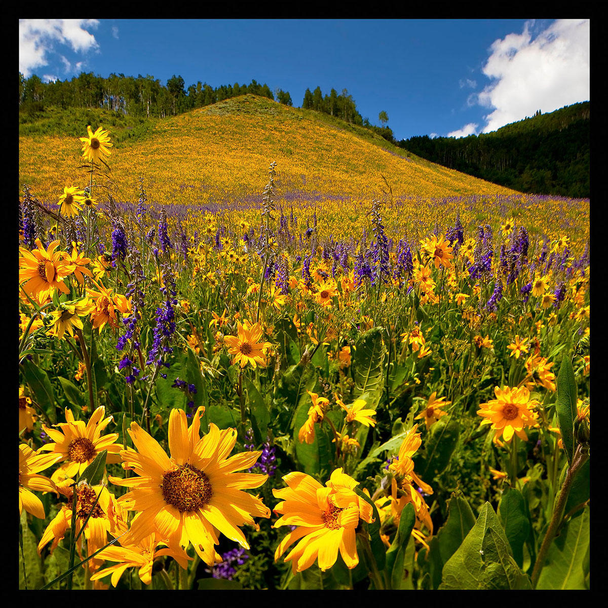 Wildflower Hill-#5472
East of Crested Butte, CO