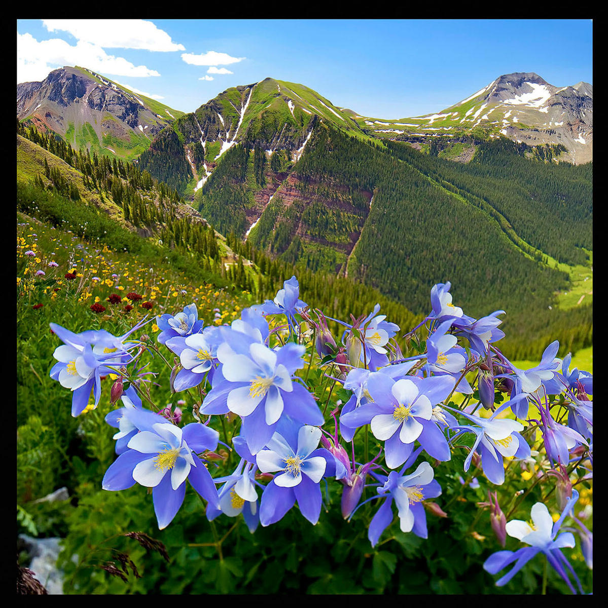 Yankee Boy Columbine-
#5065
Yankee Boy Basin outside of Ouray, CO