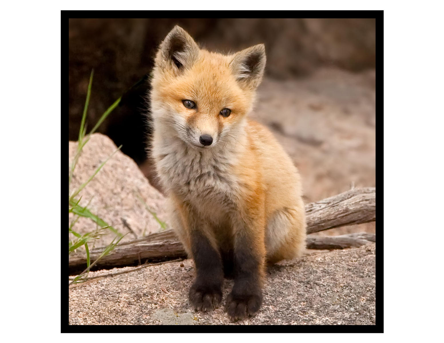 Lil Guy 
Evergreen, CO #2485